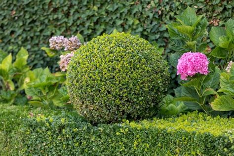 8 Best Border Plants For Sidewalk Driveway And Garden Florgeous