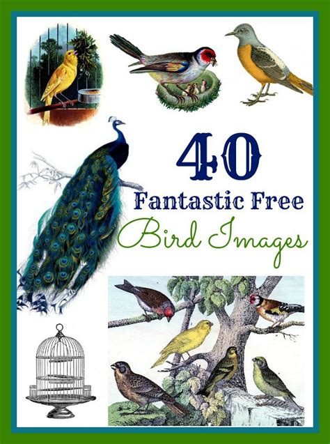 40 Best Free Bird Images Vintage Birds Graphics Fairy Bird