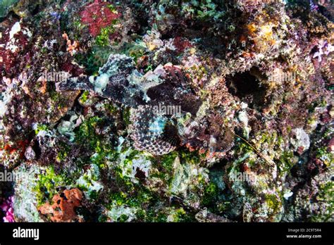 A Venomous Scorpionfish Blends In To A Coral Reef In Indonesia These