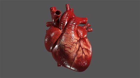 Human Heart Model And Animation Behance