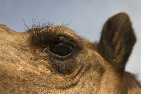 Camellos Fueron Sometidos A Tratamientos Faciales Con Bótox En Un