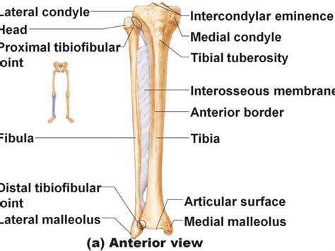 Human Body Bones Back