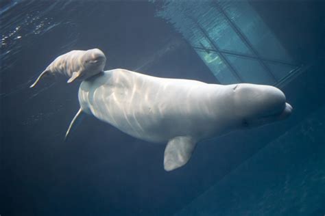 White Wolf Isnt She Lovely Gender Of Baby Beluga Whale
