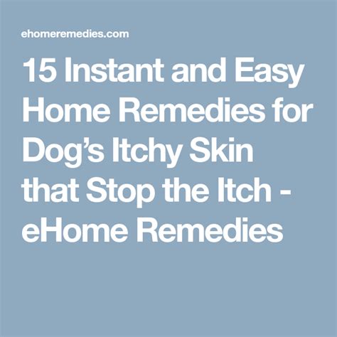 15 Instant And Easy Home Remedies For Dogs Itchy Skin That Stop The