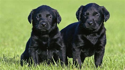 Labrador Puppy Dog Images Hd Emilytuckersblog