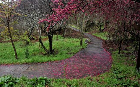 Cherry Blossoms Paths Wallpapers Hd Desktop And Mobile Backgrounds