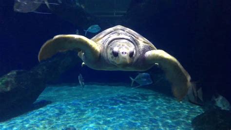 Beautiful Sea Turtle In The Virginia Beach Aquarium 🐠 Youtube