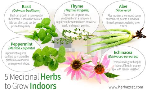5 Medicinal Plants Medicinal Plant