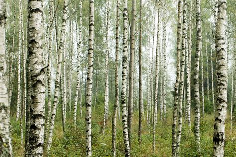 Estonian Scientists A Science Based Forest Management Is Estonias Key