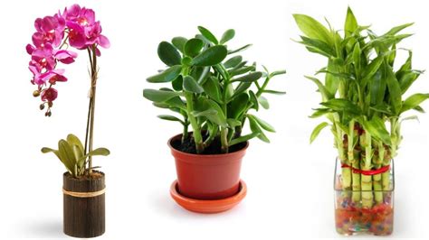 10 Plants To Bring Positive Energy And Good Fortune Into Your Home