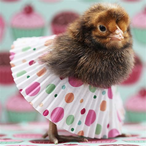 Cupcake Liner Tutus This Summers Baby Chicken Fashion Sensation