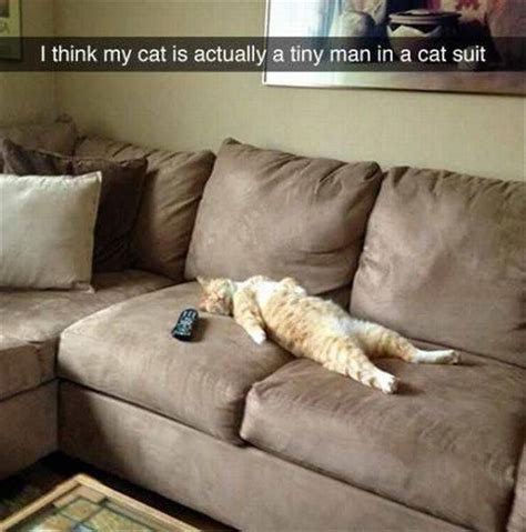 Funny Animal Pictures Of The Day 23 Pics With Images Funny Cat
