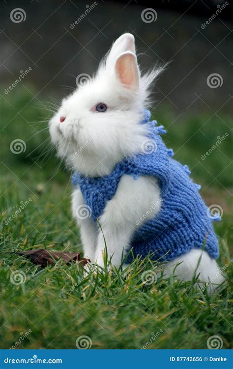 Little White Rabbit Standing In Green Grass Stock Photo Image Of