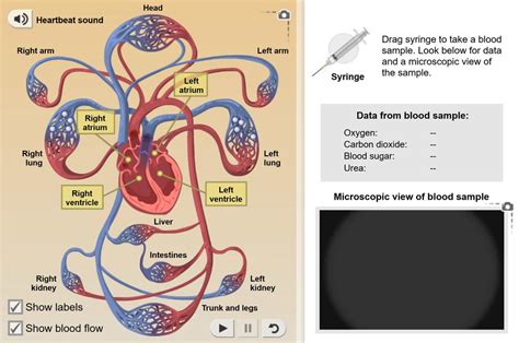 Explore learning gizmo answer key covalent bondsexplore learning gizmo answer key circuits full text of new internet archive digital library of. Digestive System Gizmo Answer Key Pdf - Gizmo Cells ...