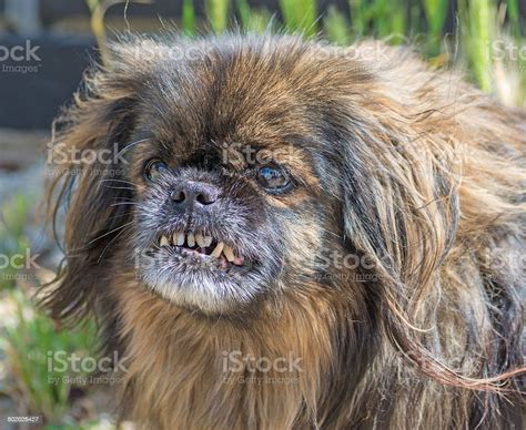 Angry Ugly Little Dog Stock Photo Download Image Now Istock