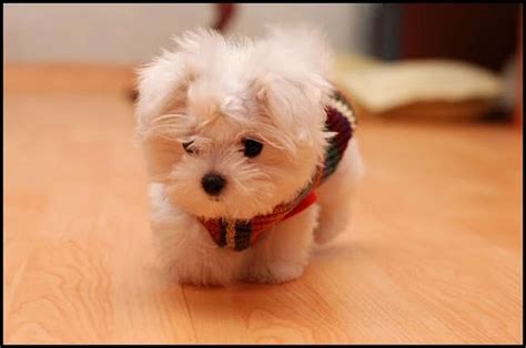Cute Maltese Puppy Maltese Photo 34431149 Fanpop
