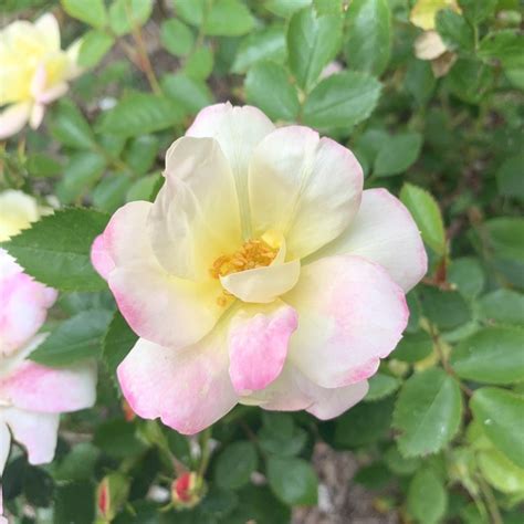 Plant Rose Peach Lemonade By Bill Blevins In Pinetum Plants Map