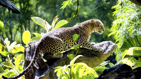 Best Leopard Hd Snag Brown Handsome Animals 2k Wild Cat Black