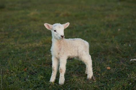 Lamb Standing On Grassy Field By Stocksy Contributor Adrian P Young