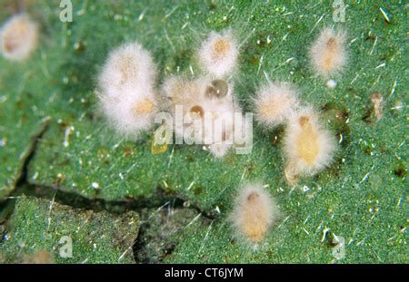 Development Of Entomopathogenic Fungus Verticillium Lecanii On Aphid