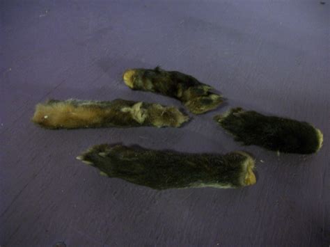 4 Preserved Gray Fox Feet Claws Real Taxidermy Paws Fur Skin Etsy