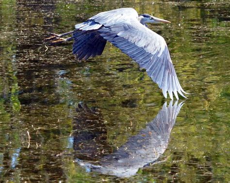 Great Blue Heron In Flight With Water Reflection 8198833 Stock Photo At