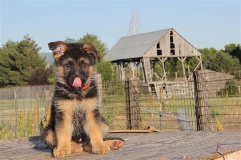 How Much Do You Feed German Shepherd Puppies Shepherdpedia