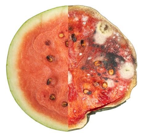 Rotten Watermelon Stock Photos Pictures And Royalty Free Images Istock