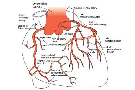 We hope this post inspired you and help you what you are looking for. Coronary arteries of human heart and 12-standard ECG leads ...