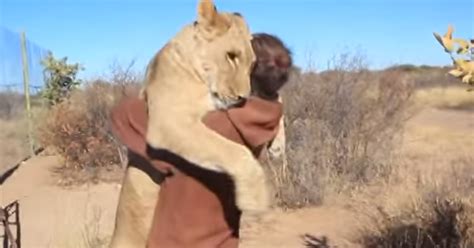 Watch The Adorable Moment A Lioness Recognizes The Man Who Rescued Her