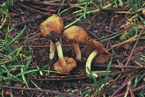 Fungos De Gallaecia Y Norte De Lusitania Agaricales D