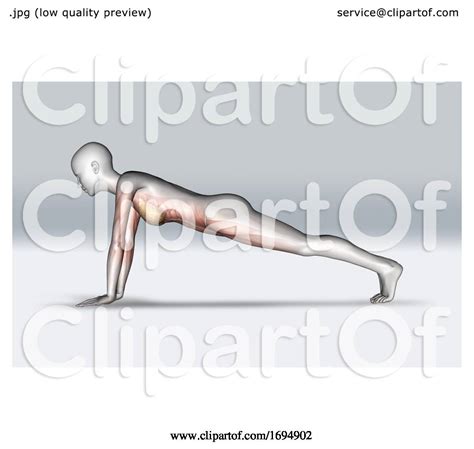 3d Female Figure In Plank Pose With Muscles Highlighted By Kj Pargeter