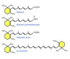 XIII. Vitamins – A Guide to the Principles of Animal Nutrition