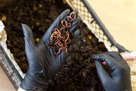 Worms On The Hand For Vermicomposting At Home Stock Photo Image Of