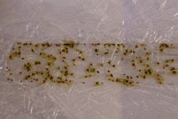 Clover Mite Extension Entomology
