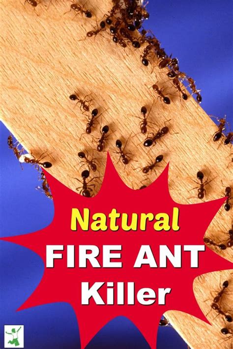 Fire Ant Killer That Works Fast No Chemicals Healthy Home Economist