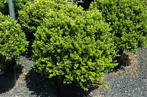 Green Beauty Boxwood For Sale Online The Tree Center