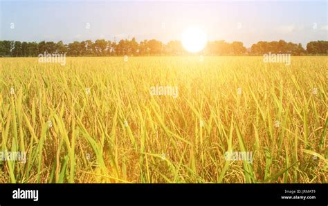Golden Rice Field High Resolution Stock Photography And Images Alamy