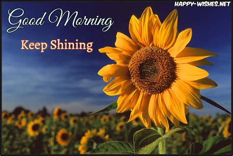 20 Good Morning Wishes With Sunflower