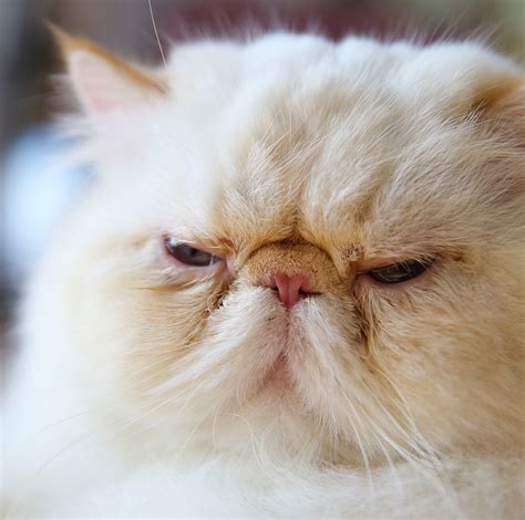 10 Most Popular Flat Faced Cat Breeds In The World Dengan Gambar