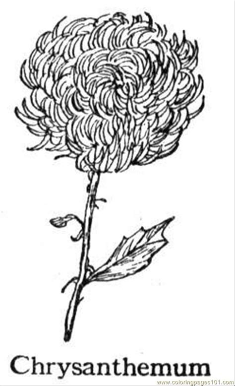 9,000+ vectors, stock photos & psd files. Chrysanthemum 5 Coloring Page - Free Flowers Coloring ...