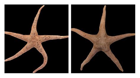 New Sea Star Species Discovered In Davaos Balut Island Recorded On