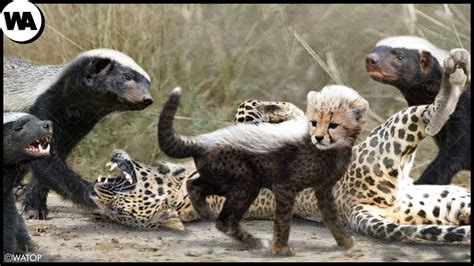 This Is Why Predators Dont Touch Cheetah Cubs Youtube