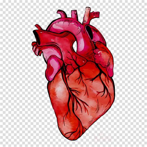 Human Heart Transparent Png Theprettycarbonblog