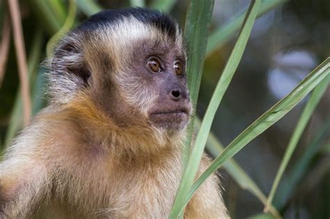 Arquiteta Giovanna Ribeiro Animais da Amazônia Conheça os 15 mais