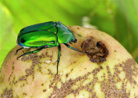 Flower Chafer Beetles Photograph By K Jayaramscience Photo Library