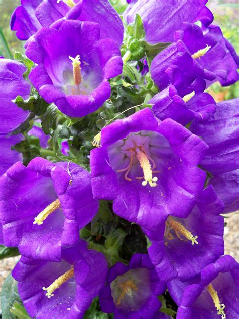 Purple Bell Flowers Bell Gardens Campanula Peace Lily Flowers Perennials Rose Fauna