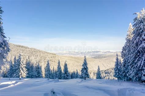 Carpathian Mountain Majestic Winter Landscape Christmas Time Ukraine