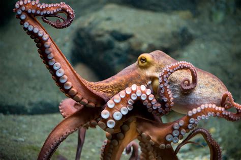 Octopus Wallpapers Images Photos Pictures Backgrounds