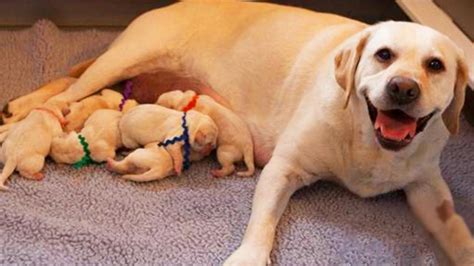 Labrador Dog Love Mother Dog Giving Birth To Cute Puppies